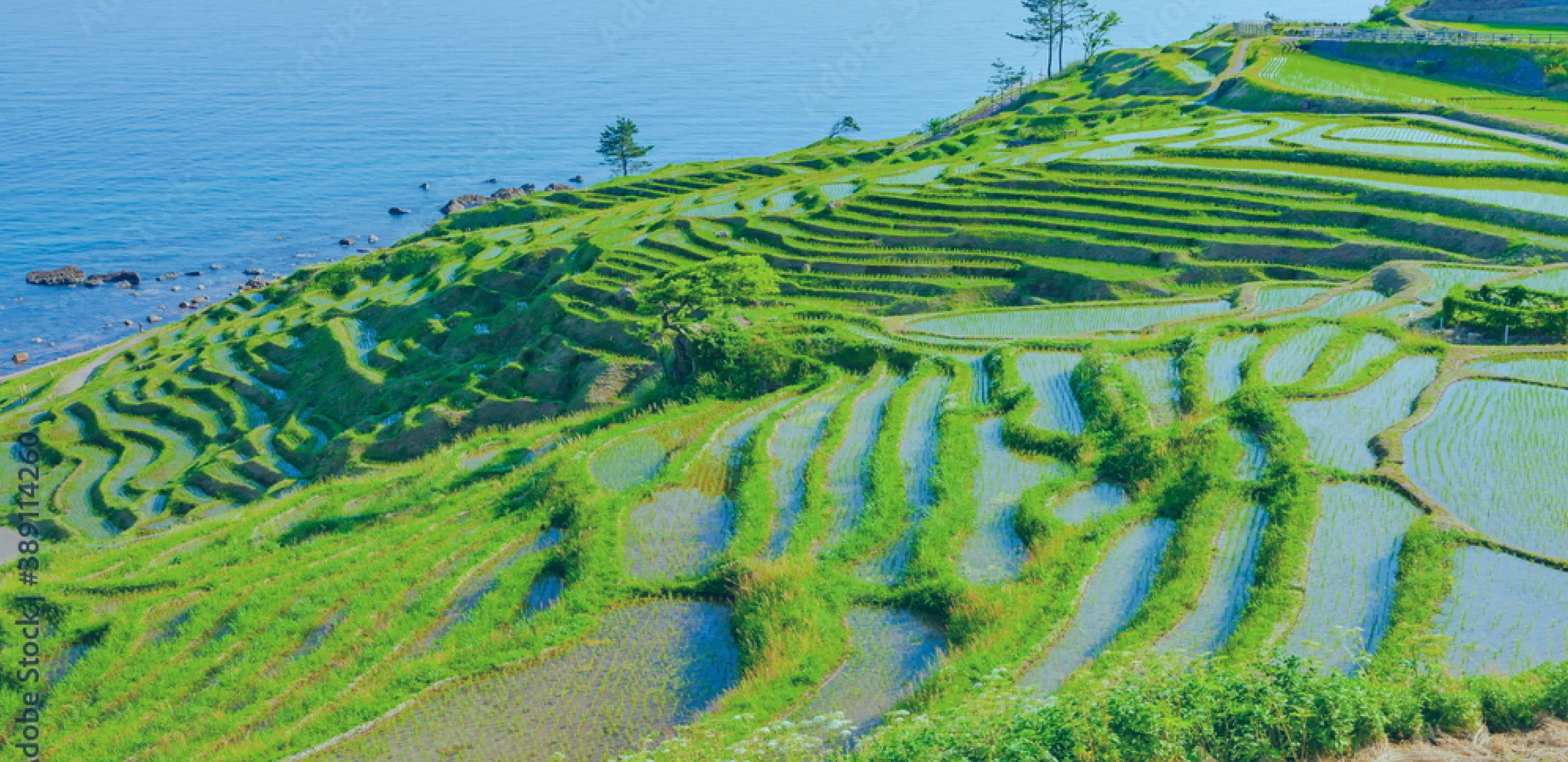 千枚田